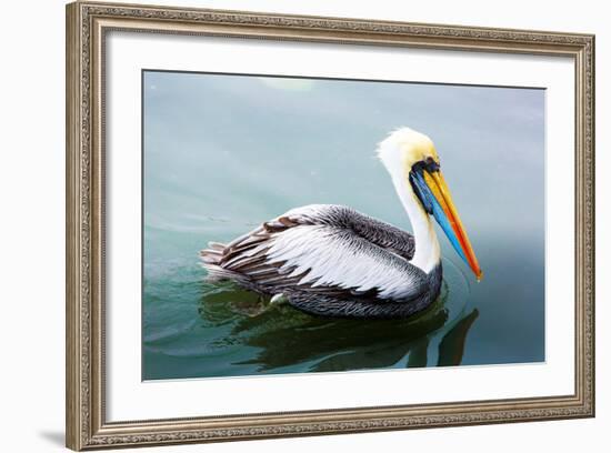 Pelicans on Ballestas Islands,Peru  South America in Paracas National Park.Flora and Fauna-vitmark-Framed Photographic Print