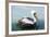 Pelicans on Ballestas Islands,Peru  South America in Paracas National Park.Flora and Fauna-vitmark-Framed Photographic Print