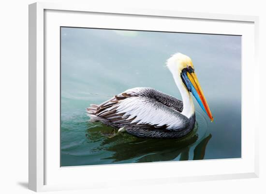 Pelicans on Ballestas Islands,Peru  South America in Paracas National Park.Flora and Fauna-vitmark-Framed Photographic Print