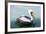 Pelicans on Ballestas Islands,Peru  South America in Paracas National Park.Flora and Fauna-vitmark-Framed Photographic Print