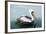 Pelicans on Ballestas Islands,Peru  South America in Paracas National Park.Flora and Fauna-vitmark-Framed Photographic Print