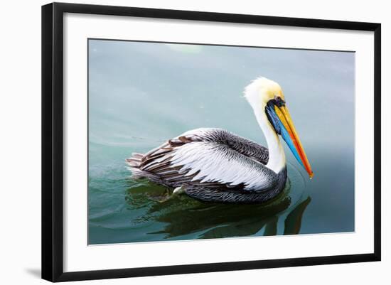 Pelicans on Ballestas Islands,Peru  South America in Paracas National Park.Flora and Fauna-vitmark-Framed Photographic Print