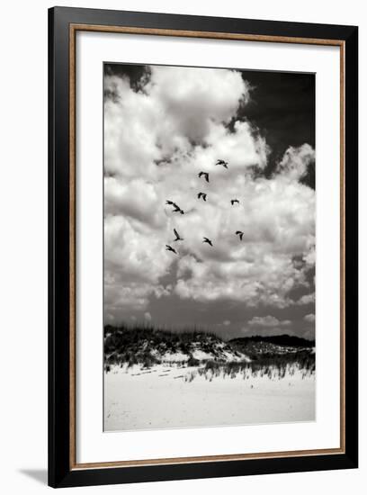 Pelicans over Dunes V BW-Alan Hausenflock-Framed Photographic Print