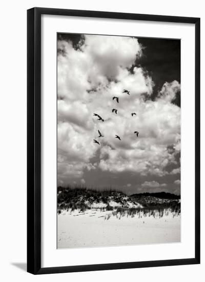 Pelicans over Dunes V BW-Alan Hausenflock-Framed Photographic Print