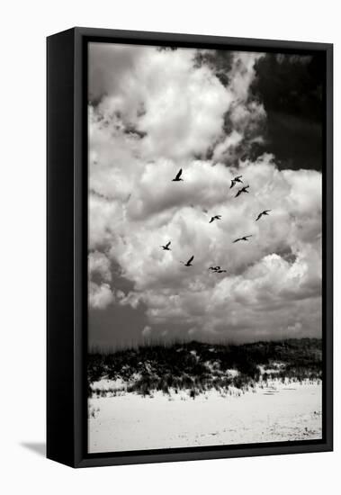 Pelicans over Dunes VI BW-Alan Hausenflock-Framed Premier Image Canvas