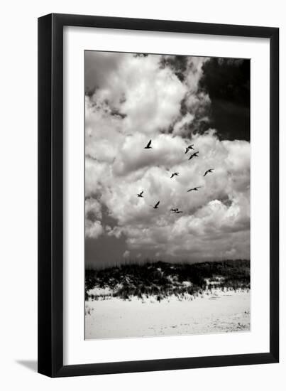 Pelicans over Dunes VI BW-Alan Hausenflock-Framed Photographic Print
