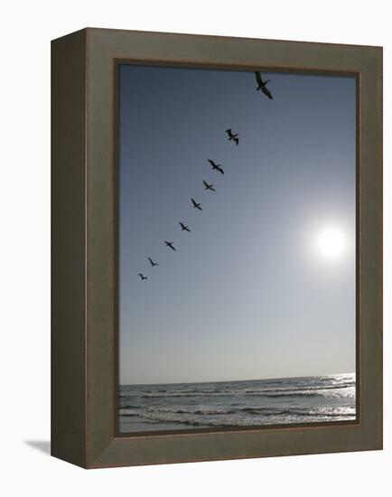 Pelicans Pass over Boca Chica, Texas-Eric Gay-Framed Premier Image Canvas