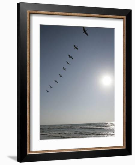 Pelicans Pass over Boca Chica, Texas-Eric Gay-Framed Photographic Print