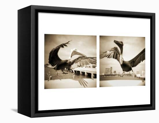 Pelicans St Petersburg, 1-Theo Westenberger-Framed Premier Image Canvas