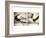 Pelicans St Petersburg, 1-Theo Westenberger-Framed Photographic Print