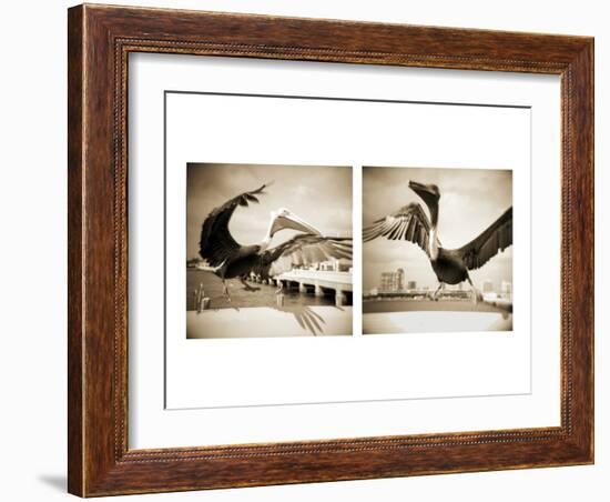 Pelicans St Petersburg, 1-Theo Westenberger-Framed Photographic Print