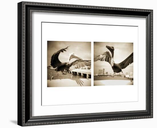 Pelicans St Petersburg, 1-Theo Westenberger-Framed Photographic Print