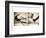 Pelicans St Petersburg, 1-Theo Westenberger-Framed Photographic Print