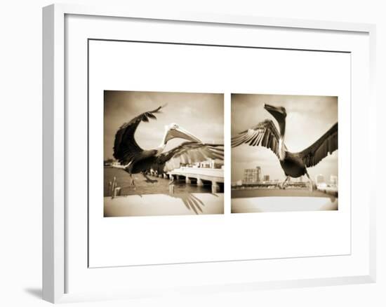 Pelicans St Petersburg, 1-Theo Westenberger-Framed Photographic Print