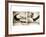 Pelicans St Petersburg, 1-Theo Westenberger-Framed Photographic Print