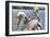 Pelicans Two-Robert Goldwitz-Framed Photographic Print