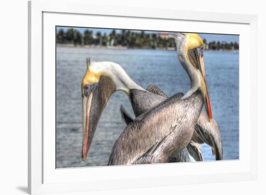 Pelicans Two-Robert Goldwitz-Framed Photographic Print