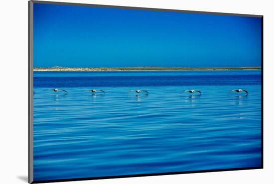 Pelicans, Whale Watching, Magdalena Bay, Mexico, North America-Laura Grier-Mounted Photographic Print
