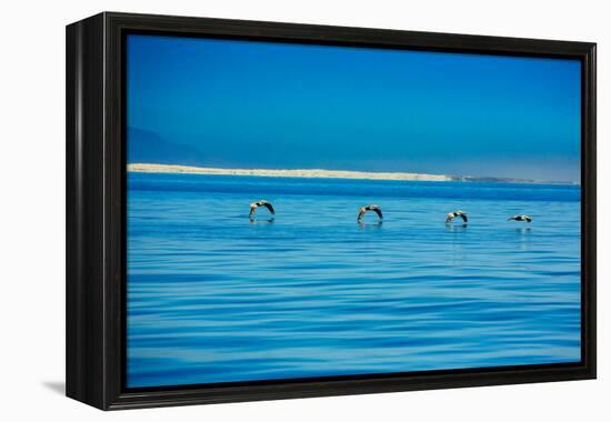 Pelicans, Whale Watching, Magdalena Bay, Mexico, North America-Laura Grier-Framed Premier Image Canvas