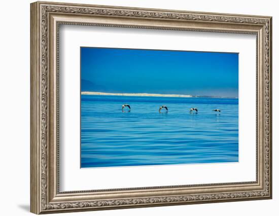 Pelicans, Whale Watching, Magdalena Bay, Mexico, North America-Laura Grier-Framed Photographic Print