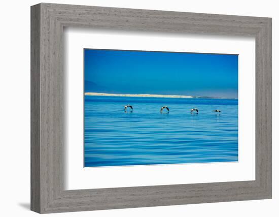 Pelicans, Whale Watching, Magdalena Bay, Mexico, North America-Laura Grier-Framed Photographic Print
