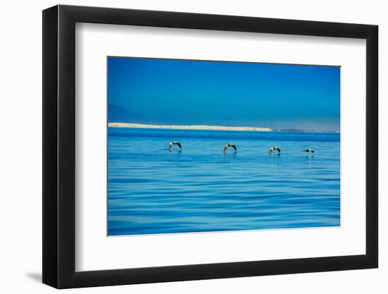 Pelicans, Whale Watching, Magdalena Bay, Mexico, North America-Laura Grier-Framed Photographic Print