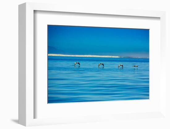 Pelicans, Whale Watching, Magdalena Bay, Mexico, North America-Laura Grier-Framed Photographic Print