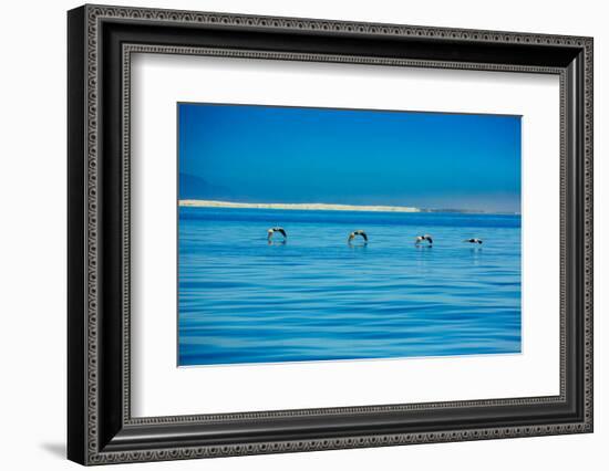 Pelicans, Whale Watching, Magdalena Bay, Mexico, North America-Laura Grier-Framed Photographic Print