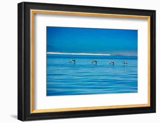 Pelicans, Whale Watching, Magdalena Bay, Mexico, North America-Laura Grier-Framed Photographic Print