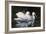 Pelicans-Michael Budden-Framed Giclee Print