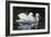 Pelicans-Michael Budden-Framed Giclee Print