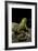 Pelophylax Ridibundus (Marsh Frog, Laughing Frog)-Paul Starosta-Framed Photographic Print