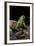 Pelophylax Ridibundus (Marsh Frog, Laughing Frog)-Paul Starosta-Framed Photographic Print