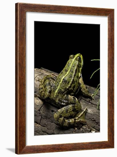 Pelophylax Ridibundus (Marsh Frog, Laughing Frog)-Paul Starosta-Framed Photographic Print