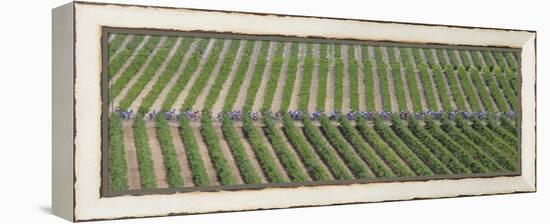 Peloton Rides Through Vineyards in Third Stage of Tour de France, July 6, 2009-null-Framed Premier Image Canvas