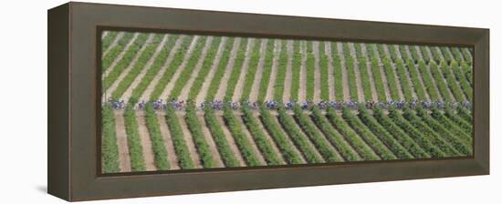 Peloton Rides Through Vineyards in Third Stage of Tour de France, July 6, 2009-null-Framed Premier Image Canvas