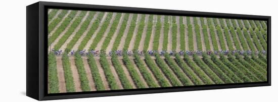 Peloton Rides Through Vineyards in Third Stage of Tour de France, July 6, 2009-null-Framed Premier Image Canvas