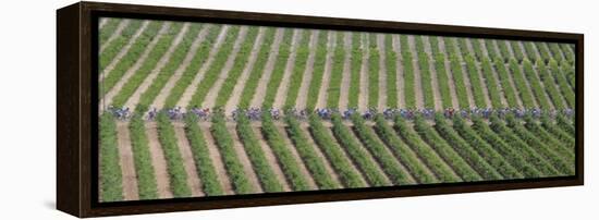 Peloton Rides Through Vineyards in Third Stage of Tour de France, July 6, 2009-null-Framed Premier Image Canvas