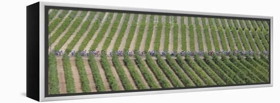 Peloton Rides Through Vineyards in Third Stage of Tour de France, July 6, 2009-null-Framed Premier Image Canvas