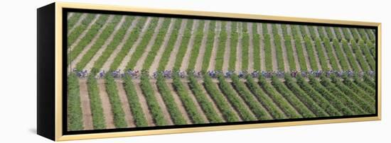 Peloton Rides Through Vineyards in Third Stage of Tour de France, July 6, 2009-null-Framed Premier Image Canvas