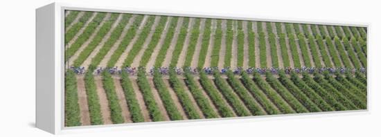 Peloton Rides Through Vineyards in Third Stage of Tour de France, July 6, 2009-null-Framed Premier Image Canvas