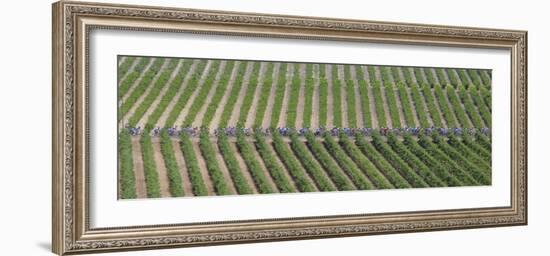 Peloton Rides Through Vineyards in Third Stage of Tour de France, July 6, 2009-null-Framed Photographic Print