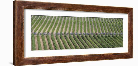 Peloton Rides Through Vineyards in Third Stage of Tour de France, July 6, 2009-null-Framed Photographic Print