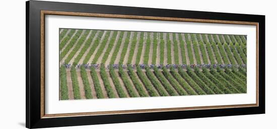 Peloton Rides Through Vineyards in Third Stage of Tour de France, July 6, 2009--Framed Photographic Print