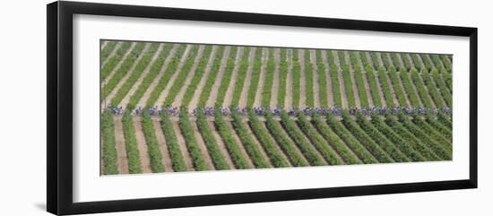 Peloton Rides Through Vineyards in Third Stage of Tour de France, July 6, 2009--Framed Photographic Print