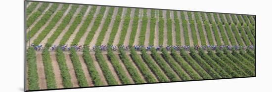 Peloton Rides Through Vineyards in Third Stage of Tour de France, July 6, 2009-null-Mounted Photographic Print