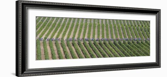 Peloton Rides Through Vineyards in Third Stage of Tour de France, July 6, 2009-null-Framed Photographic Print