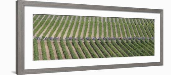 Peloton Rides Through Vineyards in Third Stage of Tour de France, July 6, 2009-null-Framed Photographic Print