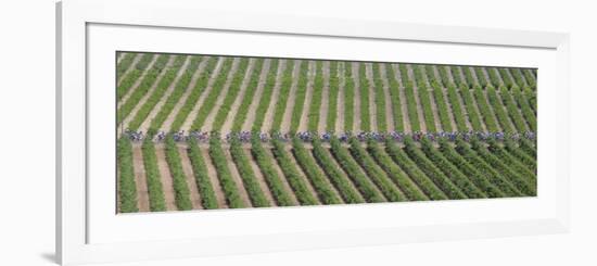 Peloton Rides Through Vineyards in Third Stage of Tour de France, July 6, 2009-null-Framed Photographic Print