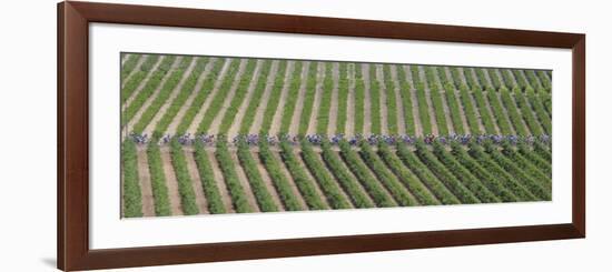 Peloton Rides Through Vineyards in Third Stage of Tour de France, July 6, 2009-null-Framed Photographic Print